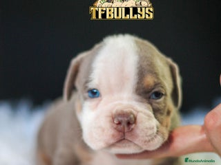 American Bully perros en Cantabria - Anuncio 30