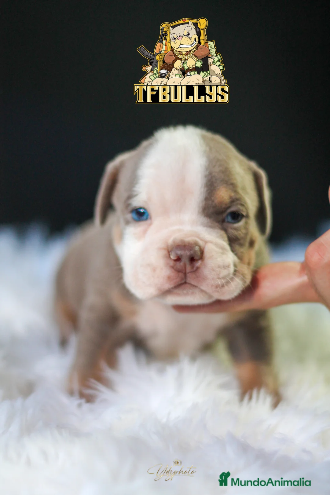 American Bully perros en venta: American Bully tricolor lilac - TFBullys -  en Cantabria - Anuncio 1