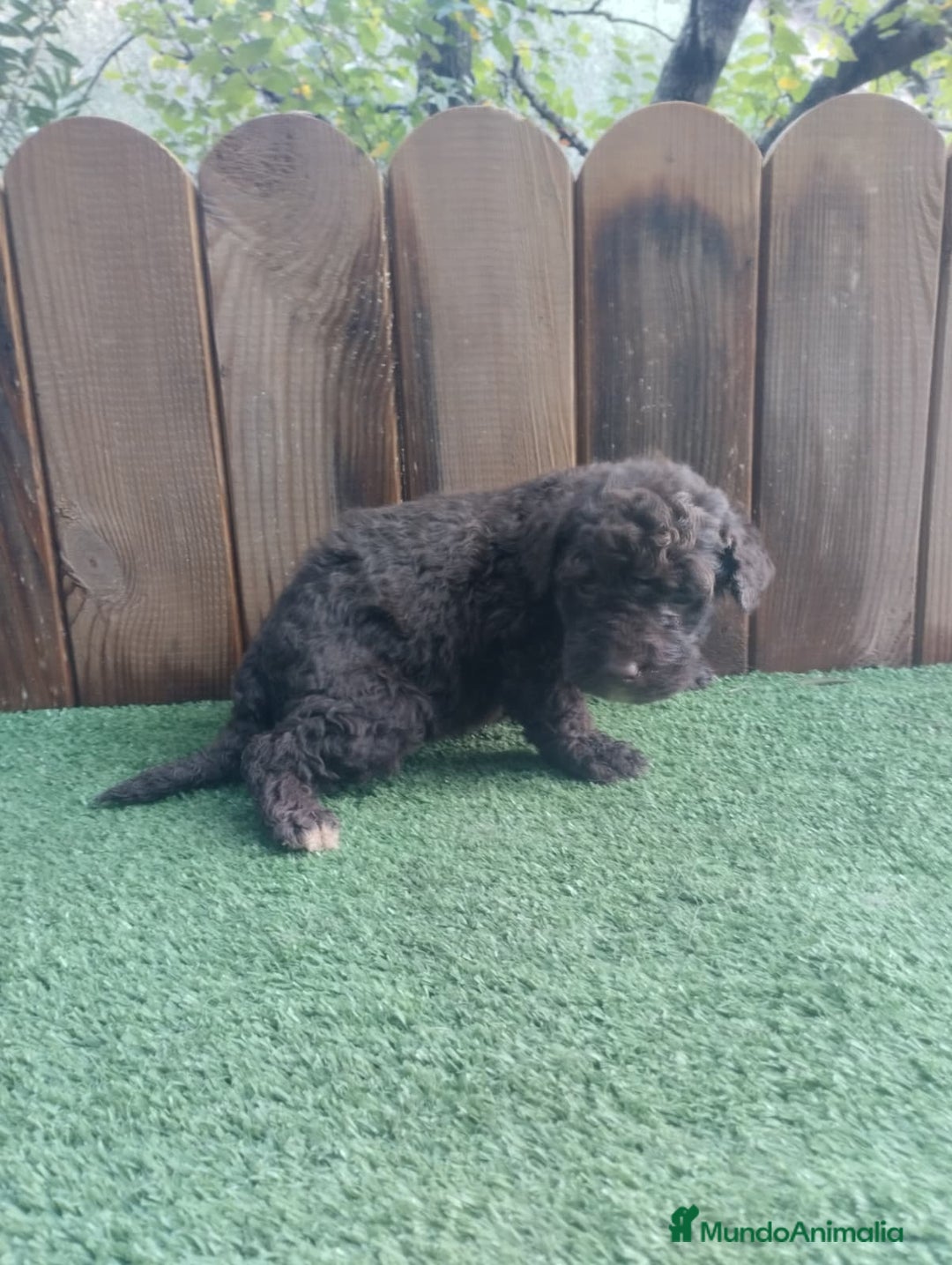 Perro de Agua Español perros en venta: Perro de agua  - Anuncio 6