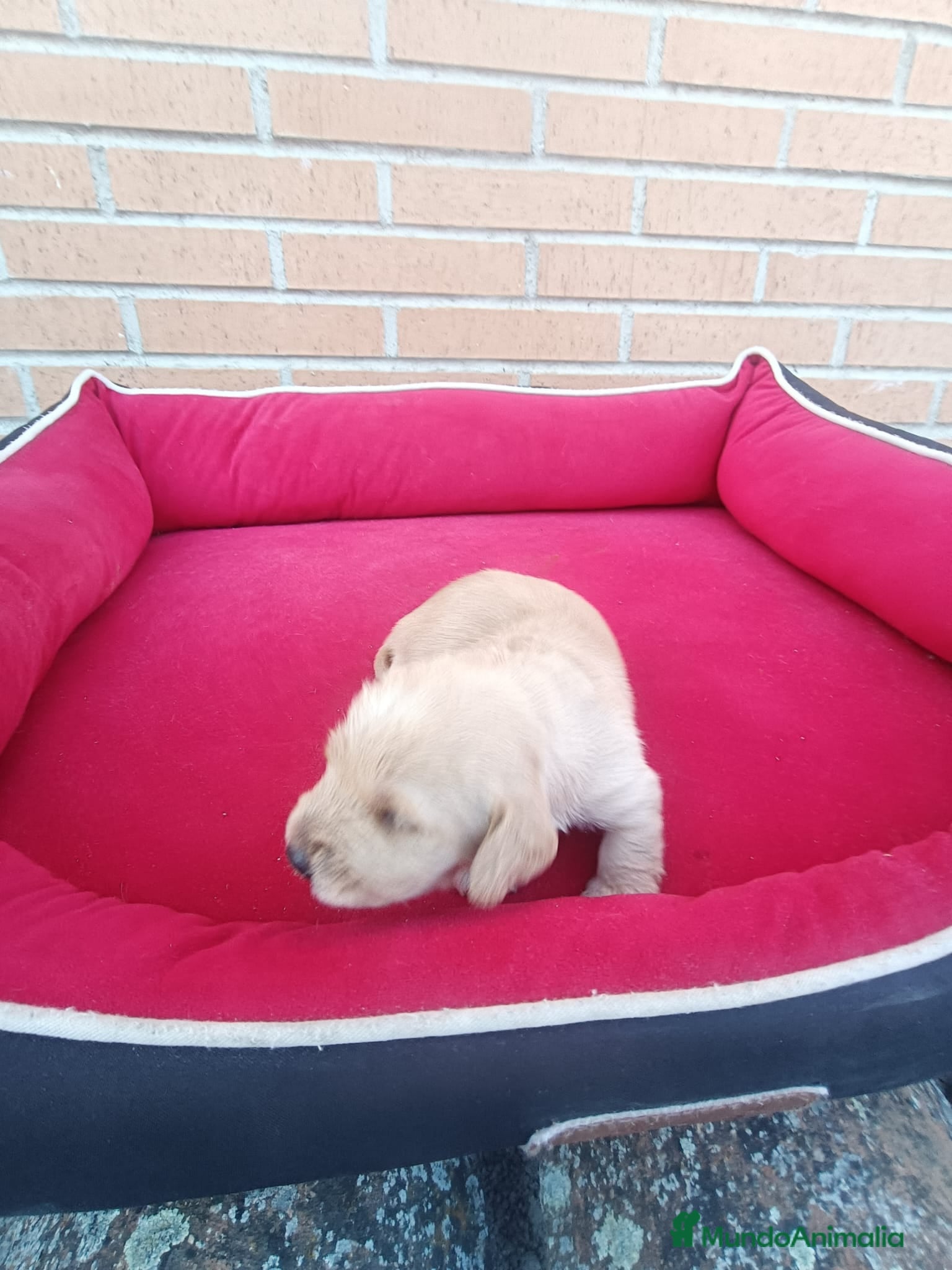 Teckel perros Teckel de pelo - Anuncio 1