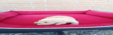 Teckel Cachorro 3