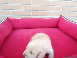Teckel perros Teckel de pelo - Anuncio 1