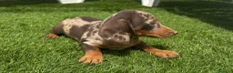 Teckel perros en venta: Teckels Kaninchen Arlequines Chocolate  - Anuncio 2