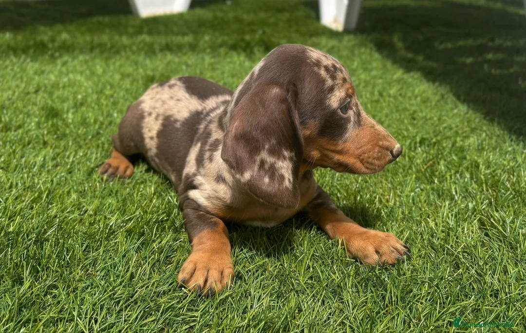 Teckel perros en venta: Teckels Kaninchen Arlequines Chocolate  - Anuncio 2