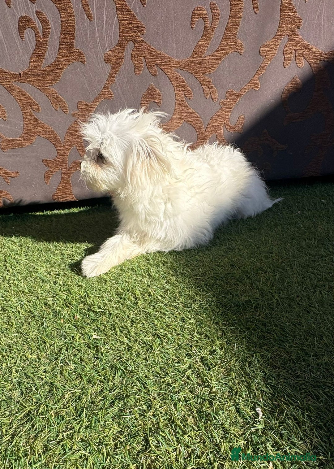 Raza Mixta perros en venta: Maltipom - Imagen 4