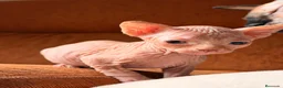 Sphynx gatos para monta: Último Sphynx blanco de la camada - Anuncio 5