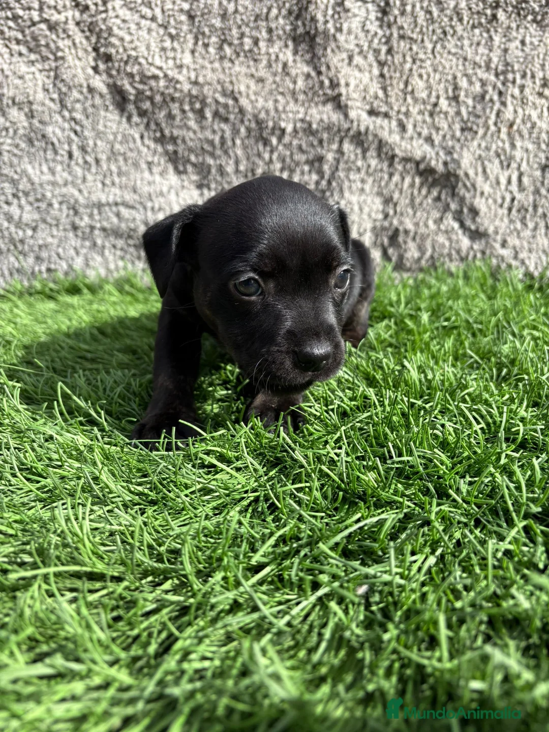 Staffordshire Bull Terrier perros en venta: Cachorro macho de Staffordshire Bull Terrier - Anuncio 5