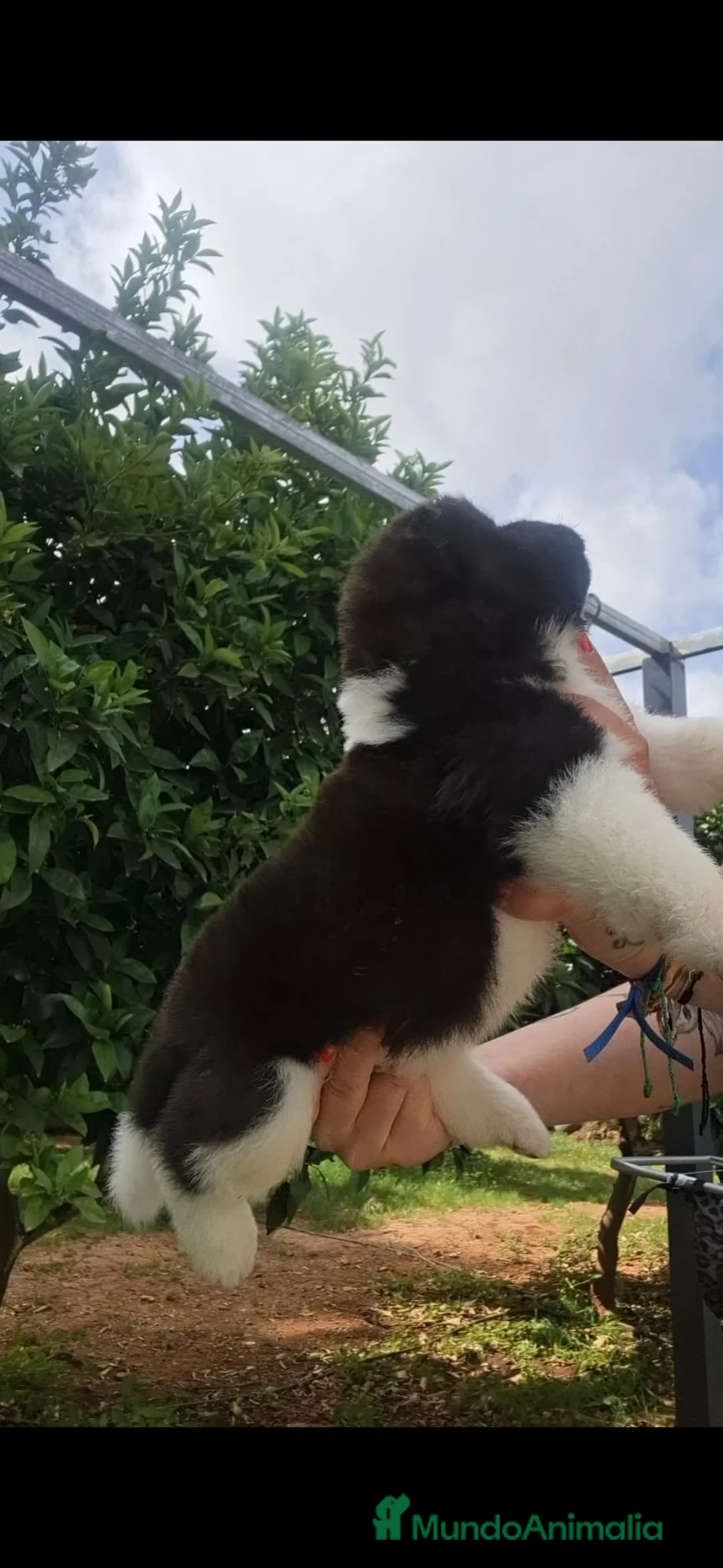 Akita Inu perros en venta: Akita Inu  - Anuncio 1