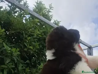 Akita Inu perros Akita Inu - Anuncio 36