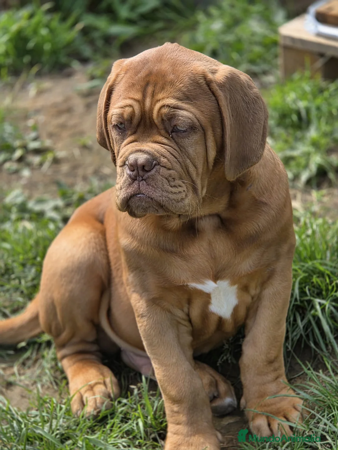 Dogo de Burdeos perros en venta: Dogo de Burdeos  - Anuncio 1