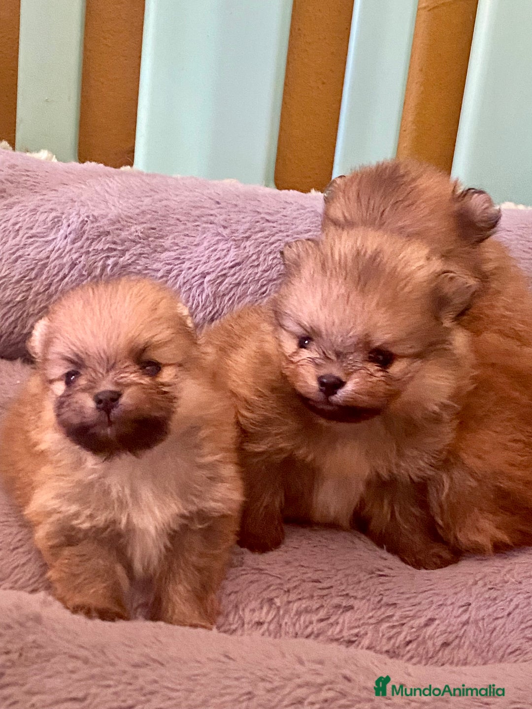 Pomerania perros en venta: Pomerania miniatura  - Anuncio 9