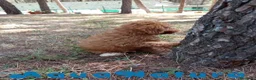 Havapoo perros en venta: Havapoo Hembra de Kiss y King (Ref 1986) - Anuncio 7