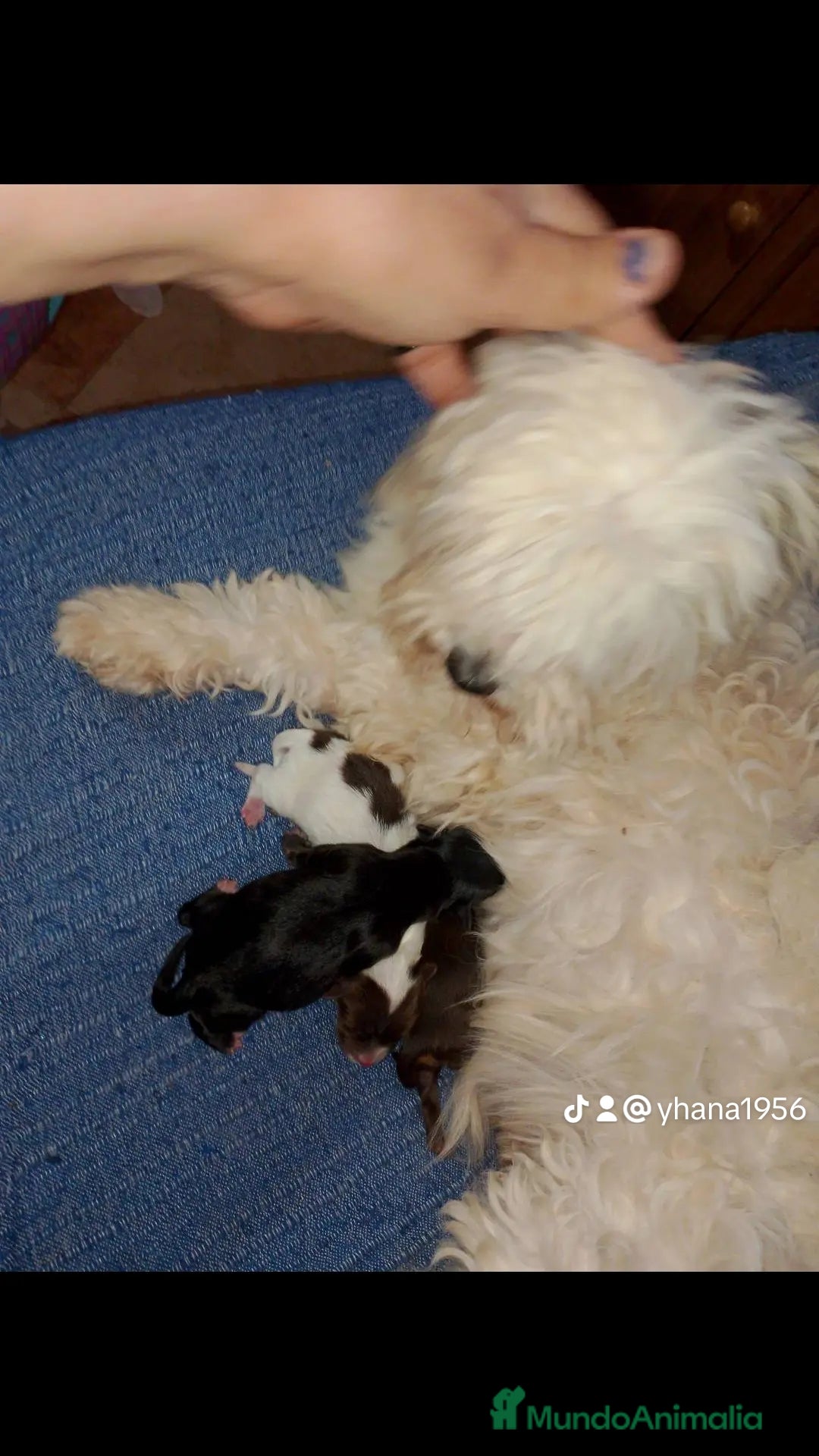 Raza Mixta perros en venta: Maltipom machos chocolate  - Anuncio 4