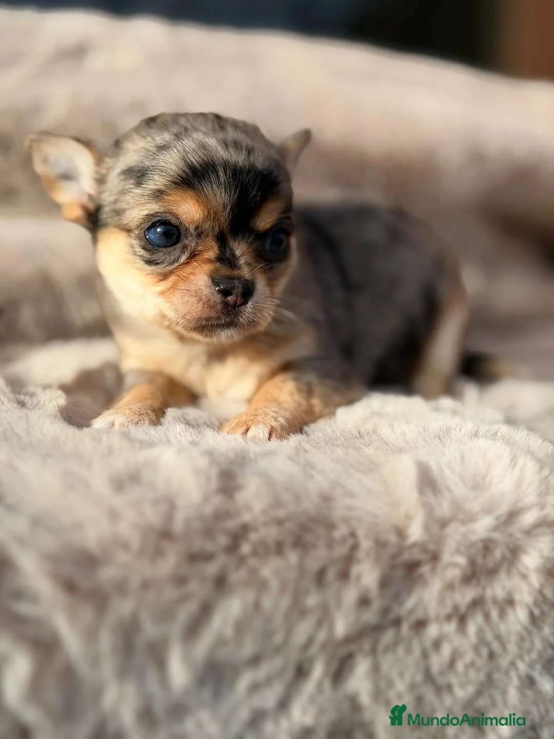 Chihuahua perros en venta: CHIHUAHUA MERLÉ  - Anuncio 7