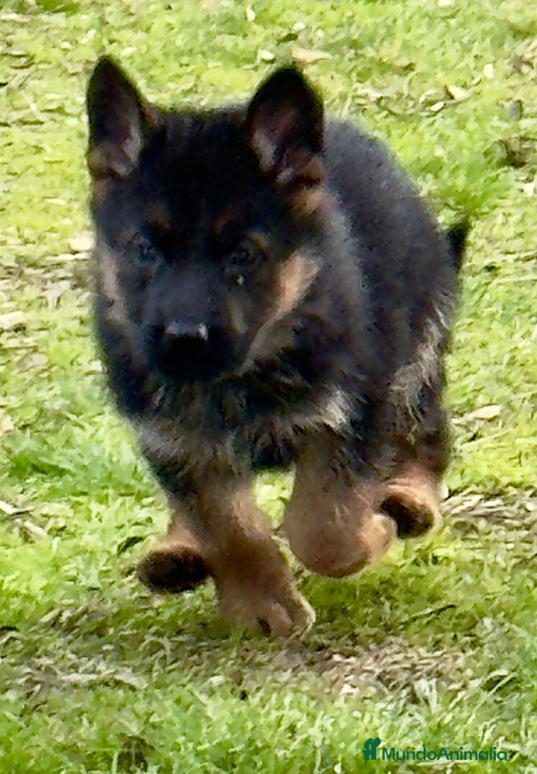 Pastor Alemán perros en venta: Pastores alemanes belleza , 100% líneas alemanas - Anuncio 8