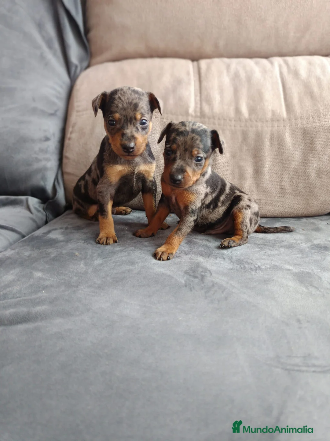 Pinscher Miniatura perros en venta: Mini Pincher  en Badajoz - Anuncio 1