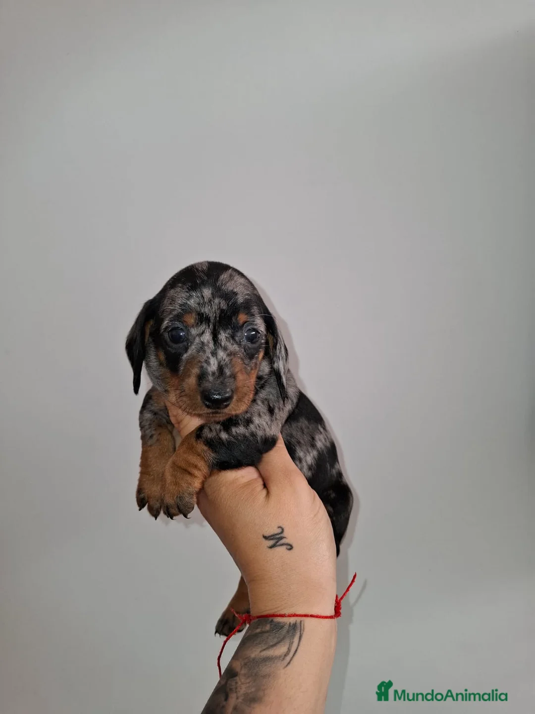 Teckel Miniatura perros en venta: Teckel  - Anuncio 1