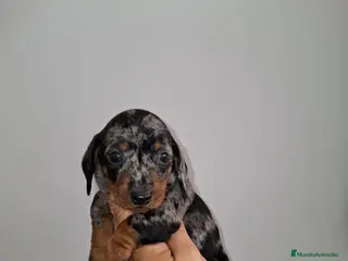 Teckel Miniatura perros Teckel - Anuncio 1