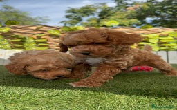 Caniche Toy perros en venta: CANICHE TOY MACHOS - Imagen 27