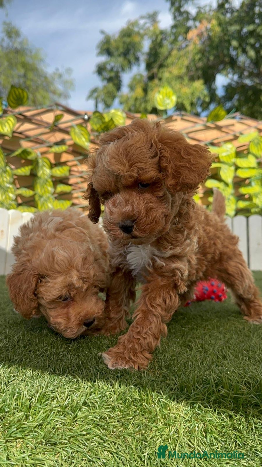 Caniche Toy perros en venta: CANICHE TOY MACHOS - Imagen 27