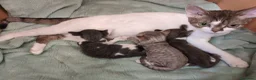 Devon Rex gatos en venta: Devon Rex – Gatitos disponibles - Anuncio 6
