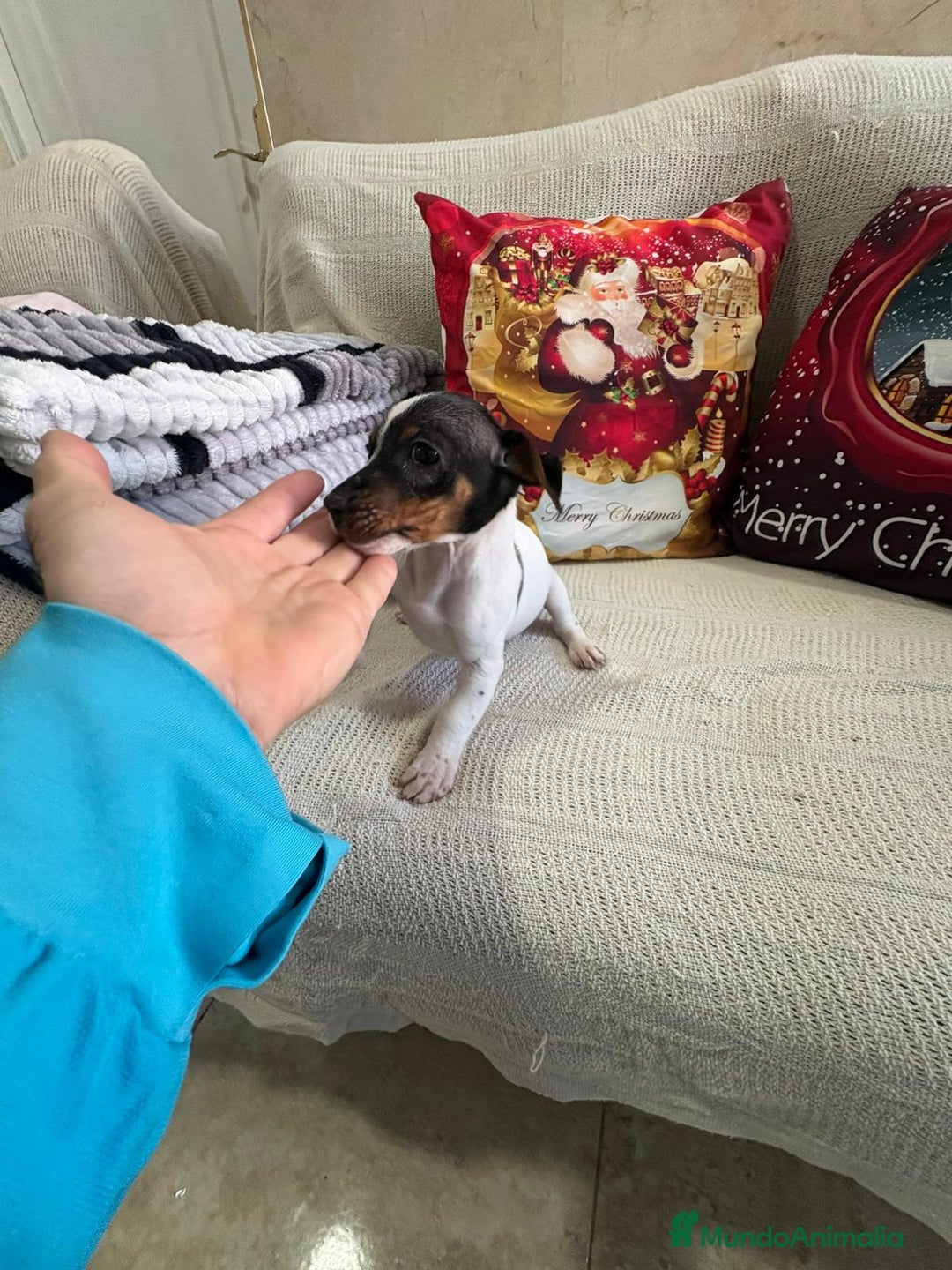 Jack Russell Terrier perros en venta: Jack Russell  - Anuncio 13