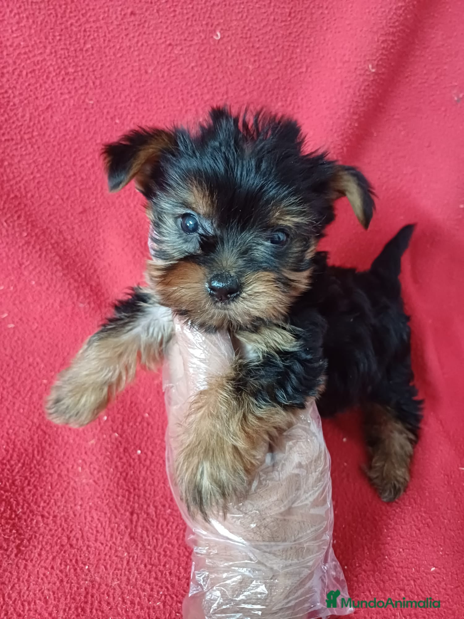 Yorkshire Terrier perros Yorkshire Mini  - Anuncio 6