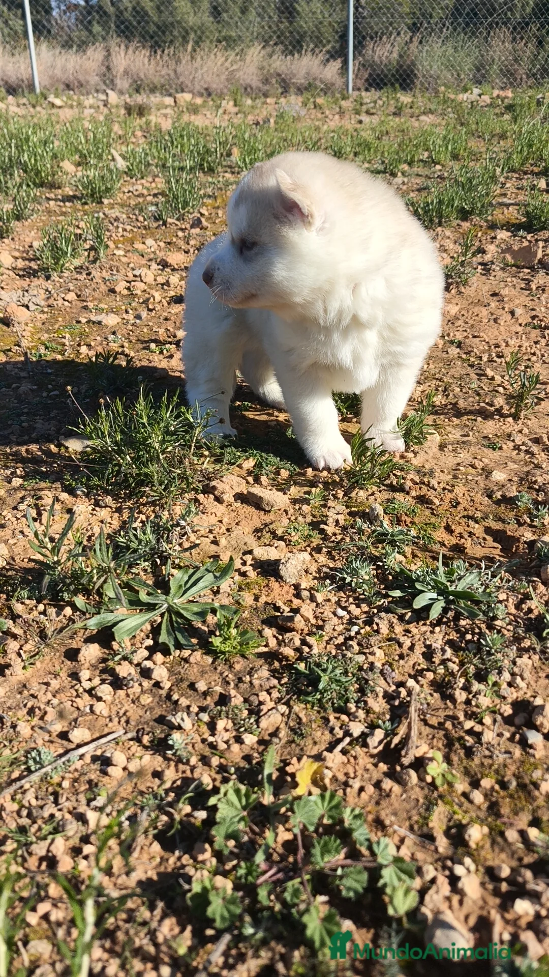 Husky Siberiano perros en venta: Husky SIBERIANO Macho y Hembra  - Anuncio 13