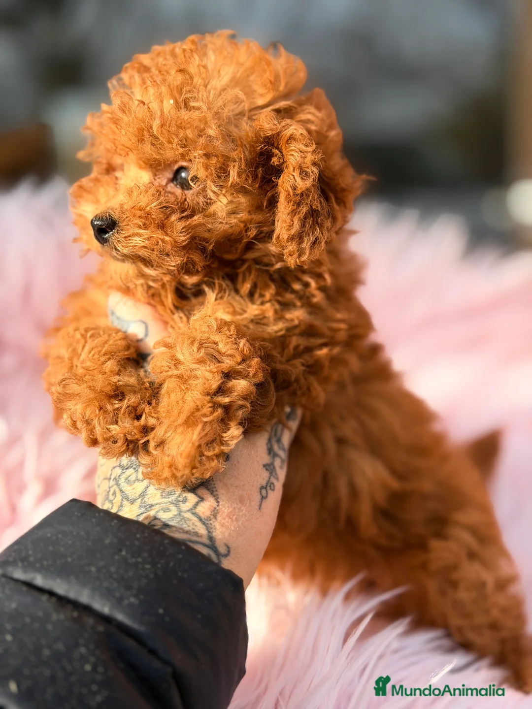 Caniche Toy perros en venta: Caniche Toy hembra  - Anuncio 4