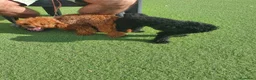 Caniche Toy perros en venta: Cachorros caniche toy  en Murcia - Anuncio 2