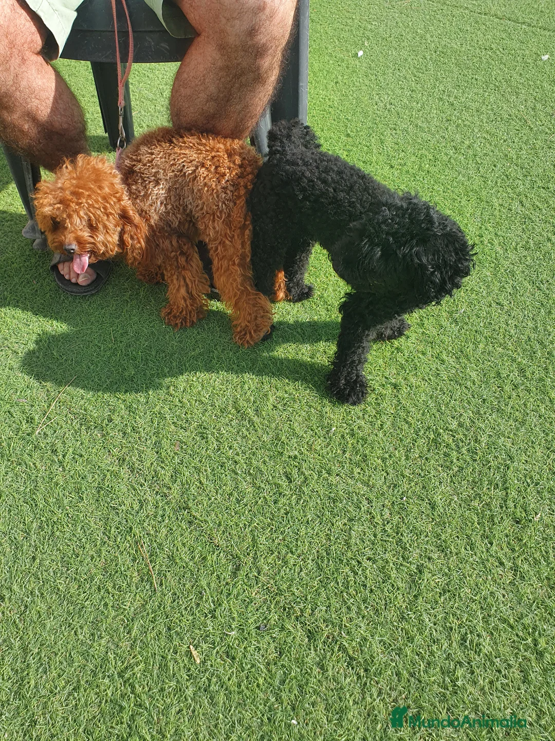 Caniche Toy perros en venta: Cachorros caniche toy  en Murcia - Anuncio 2