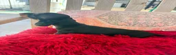Teckel Miniatura perros en venta: Teckel kaninchen hembra  - Anuncio 5