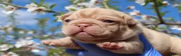 Bulldog Francés perros en venta: Bulldog francés exóticos  - Anuncio 8
