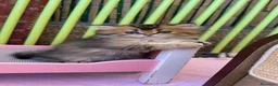 Británico de Pelo Corto gatos en venta: Gatitos británicos  - Anuncio 6