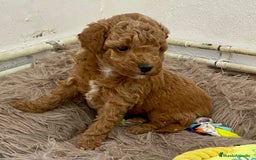 Caniche Enano perros en venta: Caniche enano - Imagen 4