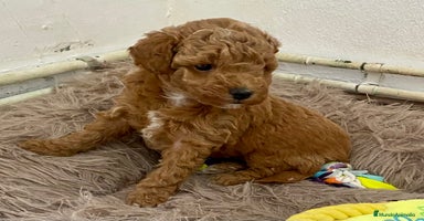 Caniche Enano perros - Anuncio 7