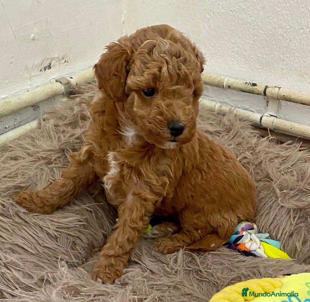 Caniche Enano perros en venta: Caniche enano - Imagen 4