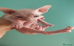 Británico de Pelo Corto gatos en venta: Sphynx calidad y selección  - Imagen 7