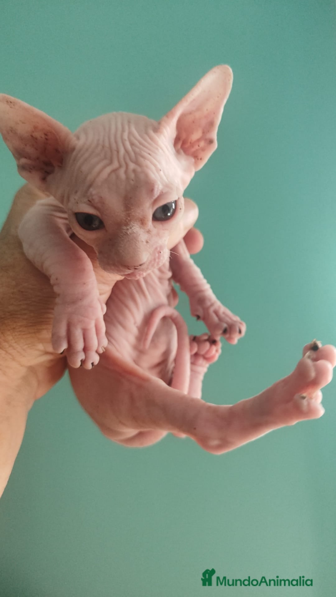 Británico de Pelo Corto gatos en venta: Sphynx calidad y selección  - Imagen 7