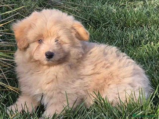 Maltipoo perros en Barcelona - Anuncio 16