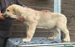 Mastín Español perros en venta: Espectaculares cachorros de Mastín Español  - Imagen 2
