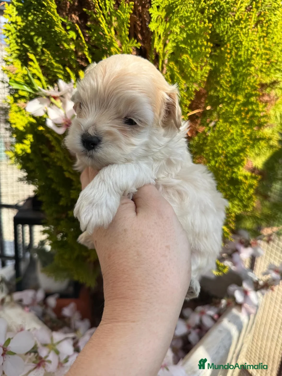 Maltipoo perros en venta: Maltipoo Toy una maravillosa raza !!! - Anuncio 10