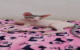 Sphynx gatos en venta: Preciosa hembrita ojos claros  - Imagen 16