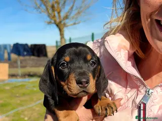 Teckel Miniatura perros en venta: Espectacular cachorro Teckel mini negro fuego - Anuncio 2