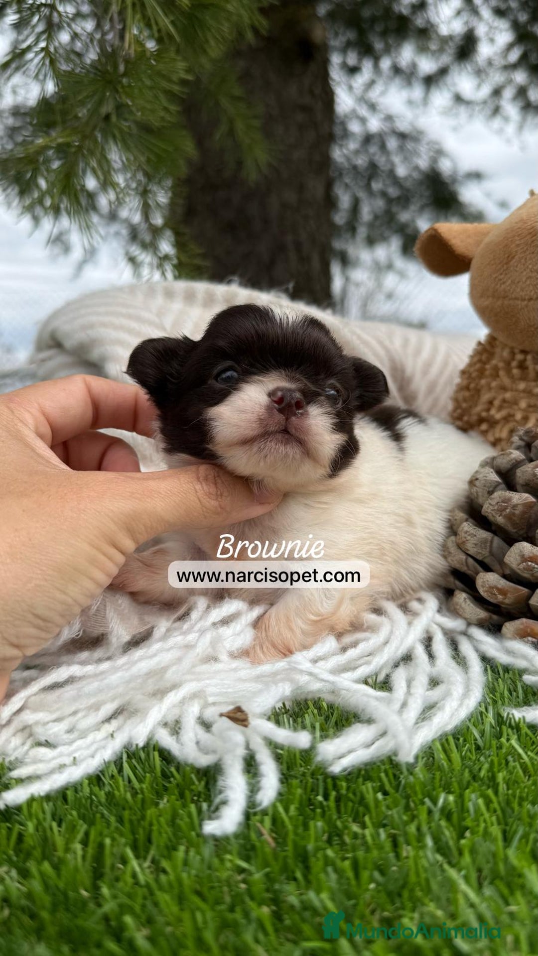 Chihuahua perros en venta: CHIHUAHUA PELO LARGO DISPONIBLE - Imagen 2
