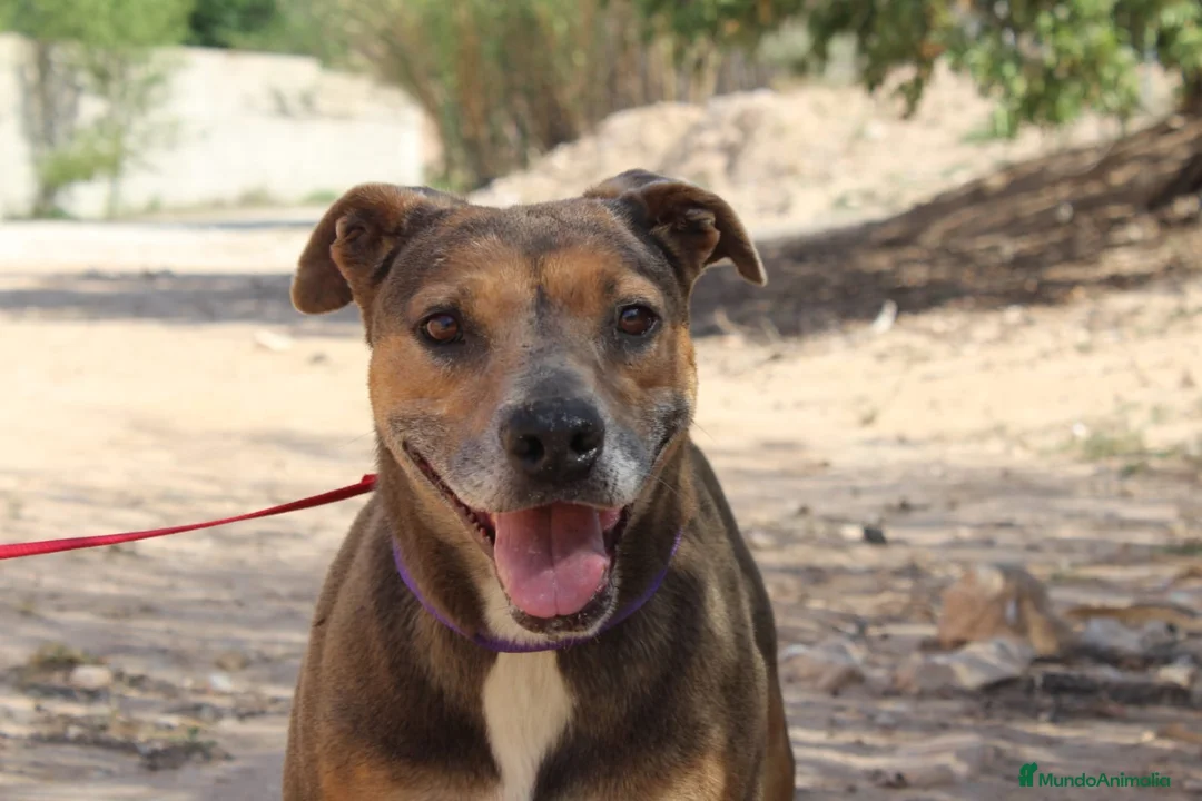 Raza Mixta perros en adopcion: LAZY ❤️✨ en adopción  - Anuncio 2