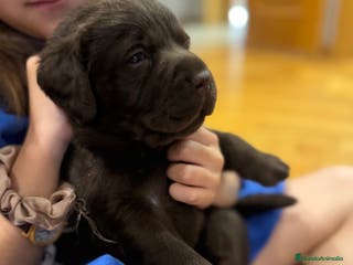 Labrador Retriever perros Cachorros de labrador Retriever pedigree - Anuncio 26