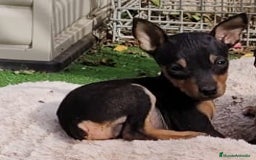 Pinscher Miniatura perros en venta: Mini pinscher negro fuego  - Imagen 2