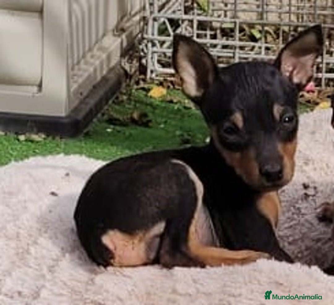 Pinscher Miniatura perros en venta: Mini pinscher negro fuego  - Imagen 2