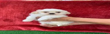 Shih Tzu 2